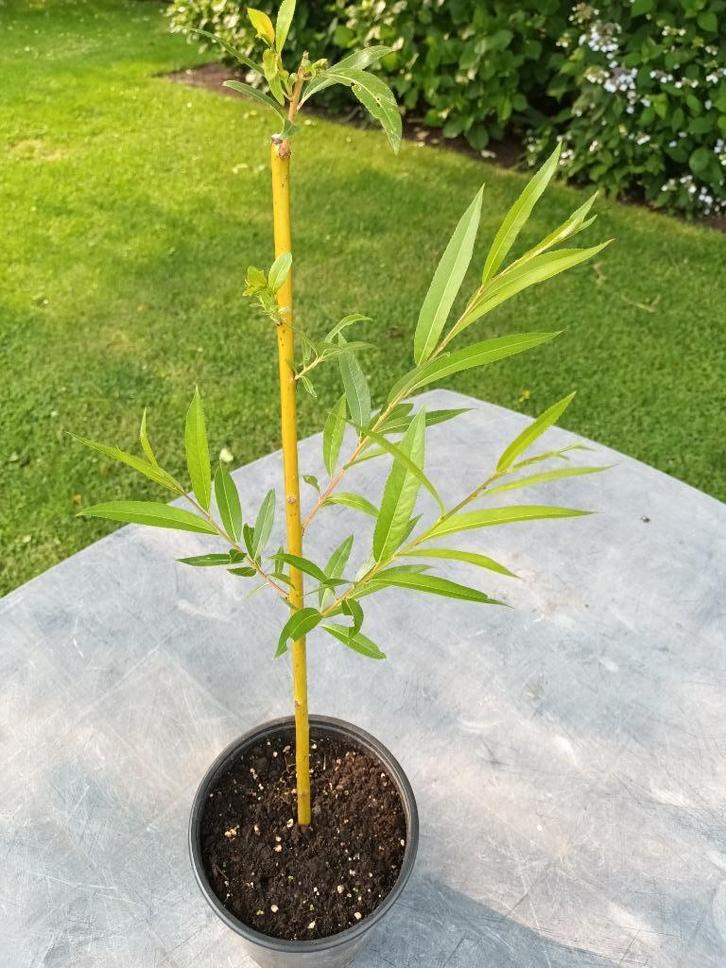 Knotwilgen met korting + gratis frambozen struiken, Tuin en Terras, Planten | Bomen, Halfschaduw, Ophalen