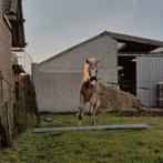 Haflinger/vos te koop, Étalon, Vermifugé, Cheval de récréation, 0 à 2 ans