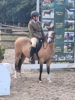 Gouden doodeerlijke kinderpony welsh B ( c pony) merrie, Dieren en Toebehoren, Merrie, Gechipt, Zadelmak, C pony (1.27m tot 1.37m)
