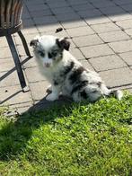 border-colliepups, Dieren en Toebehoren, België, Fokker | Hobbymatig, 8 tot 15 weken, CDV (hondenziekte)
