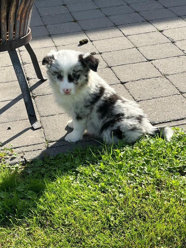 border-colliepups, Dieren en Toebehoren, Honden | Herdershonden en Veedrijvers, Meerdere dieren, Collie, Fokker | Hobbymatig, Eén hond