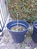 Notenboom, Tuin en Terras, Ophalen, In pot, Minder dan 100 cm