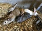 Jonge konijnen, Dieren en Toebehoren, Konijnen