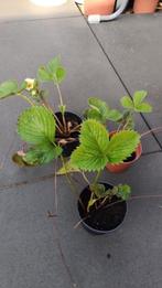 Mooie grote aardbei planten, zoete aardbeien , laatste 10, Volle zon, Vaste plant, Lente, Ophalen