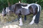 dier, Minder dan 160 cm, Ruin, Niet van toepassing, Gechipt