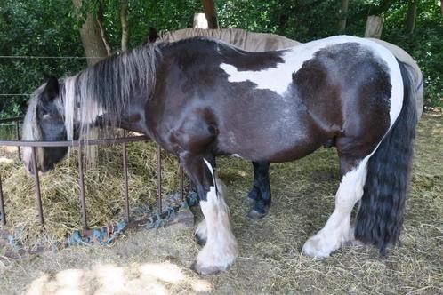 dier, Dieren en Toebehoren, Paarden, Ruin, Niet van toepassing, Minder dan 160 cm, 11 jaar of ouder, Recreatiepaard, Gechipt