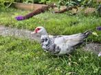 Barberie (barbarie) koppel te koop, Dieren en Toebehoren, Pluimvee