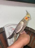 Tamme valkparkieten super tam babys, Dieren en Toebehoren, Vogels | Parkieten en Papegaaien, Tam