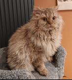 Selkirk rex kater, Dieren en Toebehoren, Katten en Kittens | Raskatten | Langhaar, Kater, Gechipt, 3 tot 5 jaar