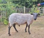 Bleu du maine en swifter dekram, Dieren en Toebehoren, Schapen, Geiten en Varkens