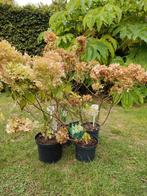 Hydrangea 5x "Annabelle" , 2x "Pinky Winky", 4x Limelight, Tuin en Terras, Ophalen, Hortensia, Struik, 100 tot 250 cm