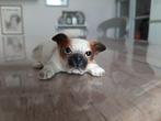 Beeldje van een Franse Bulldog puppy, Ophalen of Verzenden, Zo goed als nieuw, Dier