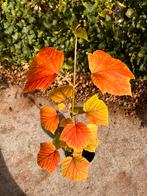 Acer Davidii, esdoorn, Tuin en Terras, Ophalen