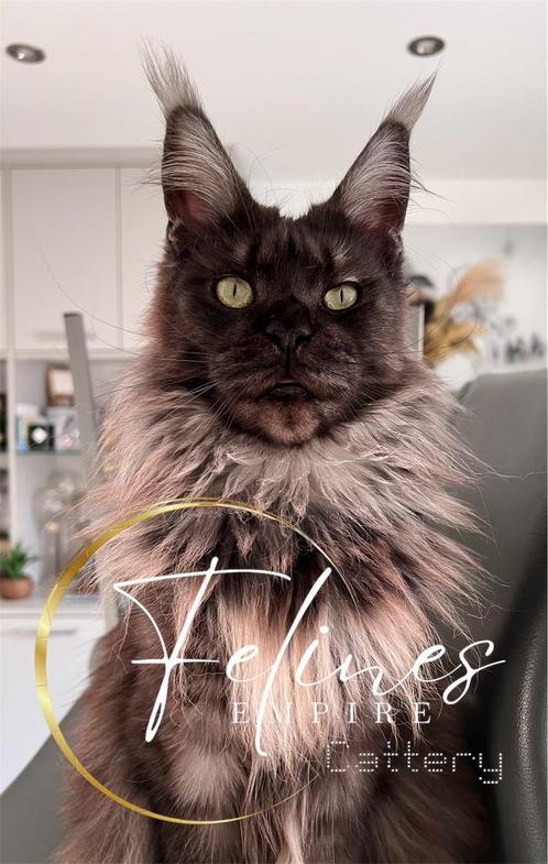 Maine Coon met stamboom, Animaux & Accessoires, Chats & Chatons | Chats de race | Poil long, Chatte ou Chat, 3 à 5 ans, Avec pedigree