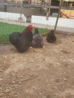 Trio cochin kriel, Dieren en Toebehoren