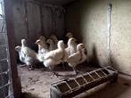 Poule de bresse hennen en hanen, Dieren en Toebehoren