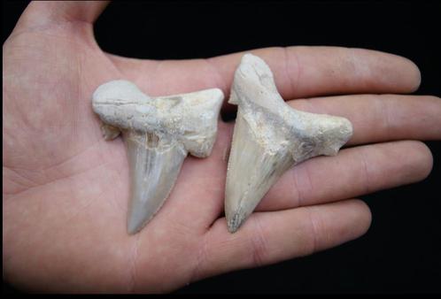 Otodus Sokolovi 2 stuks tanden, Verzamelen, Mineralen en Fossielen, Ophalen of Verzenden