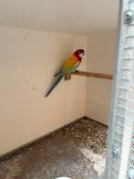 Rosella golden kanssplit blauw, Dieren en Toebehoren, Mannelijk