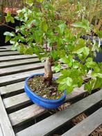 Bonsai, Tuin en Terras, Ophalen, Bloeit niet, Overige soorten, Halfschaduw