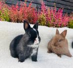 Raszuivere kleurdwergjjes, Dieren en Toebehoren, Konijnen