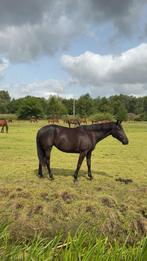 Paard te koop, Enlèvement ou Envoi
