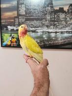 Prinses van Wales super tam, Dieren en Toebehoren, Vogels | Parkieten en Papegaaien, Tam