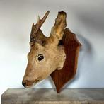 Taxidermie vintage : cerf sur planche de bois, Antiquités & Art, Curiosités & Brocante, Enlèvement ou Envoi