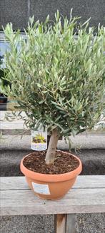 Olijfboom Olea Europaea in schaal, Tuin en Terras, Ophalen, Olijfboom
