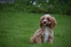 Kruising pups poedel kruising 💖💖💖, België, 15 weken tot 1 jaar, Meerdere, Meerdere dieren