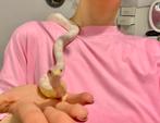 Strawberry snow albino cornsnake korenslang, Dieren en Toebehoren, Slang, Tam, 3 tot 6 jaar