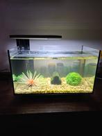 Aquarium, Enlèvement ou Envoi, Comme neuf, Aquarium d'eau douce rempli