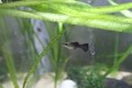 Blue moscow guppy (vrouw), Vis, Zoetwatervis