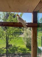 Jonge valkparkieten te koop, Dieren en Toebehoren, Meerdere dieren, Parkiet