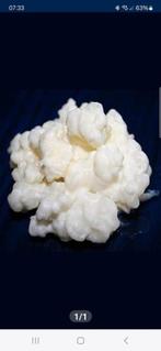 melk kefir bloemetjes, Ophalen