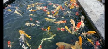 Verschillende Koi's / Koi te koop, Dieren en Toebehoren, Karper of Koi