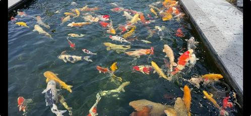 Verschillende Koi's / Koi te koop, Dieren en Toebehoren, Vissen | Vijvervissen, Karper of Koi