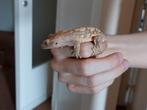 wimpergekko man, Dieren en Toebehoren, Reptielen en Amfibieën