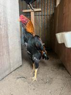 Shamo tekoop, Dieren en Toebehoren, Pluimvee