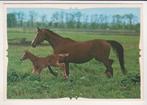 PAARD  met  VEULEN   + Mooie postzegel !, Verzamelen, Postkaarten | Dieren, Verzenden, 1980 tot heden, Gelopen, Paard