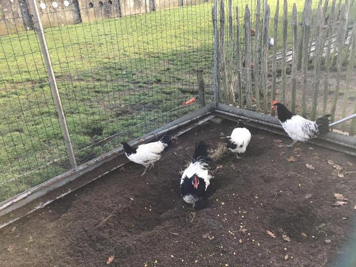 Lakenvelders, Animaux & Accessoires, Volatiles, Poule ou poulet, Femelle