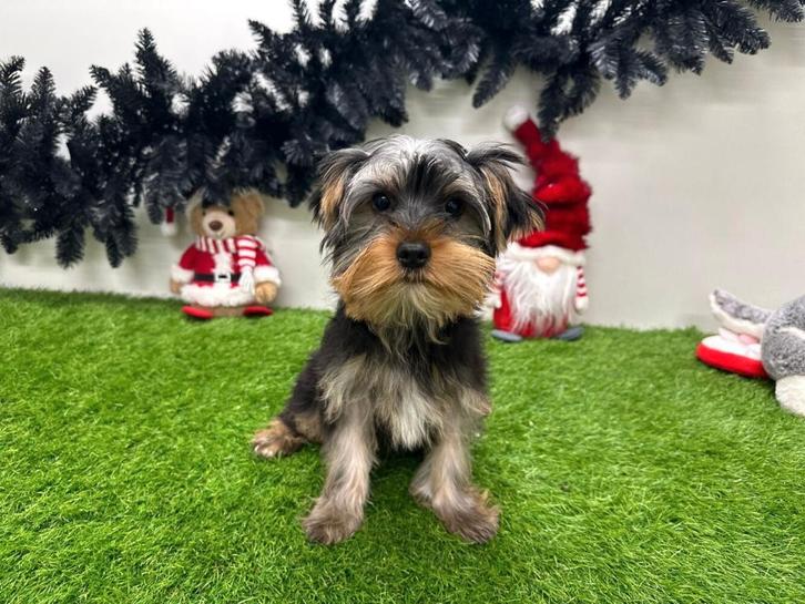 Yorkshire Terrier puberpup, Dieren en Toebehoren, Honden | Jack Russells en Terriërs, Reu, Yorkshire Terriër, Fokker | Professioneel