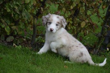 Chiots border collie de différentes couleurs disponible aux enchères