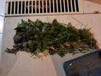 Gratis waterplant, Ophalen