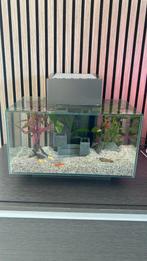 Fluval Edge design aquarium - compleet met visjes, Ophalen, Gebruikt, Gevuld zoetwateraquarium