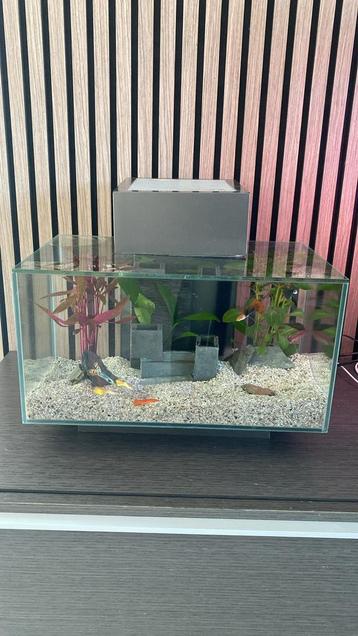 Fluval Edge design aquarium - compleet met visjes beschikbaar voor biedingen