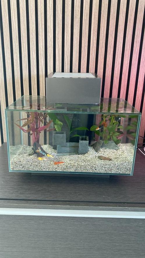 Fluval Edge design aquarium - compleet met visjes, Dieren en Toebehoren, Vissen | Aquaria en Toebehoren, Gebruikt, Gevuld zoetwateraquarium
