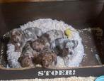 Jack russel choco merle puppy, Dieren en Toebehoren, België, Fokker | Hobbymatig, Jack Russell Terriër, Reu