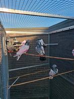 Pakistaanse hoogvliegers, Animaux & Accessoires