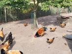 Jonge Vorwerk, Dieren en Toebehoren, Pluimvee