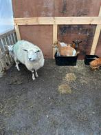 Gezocht schapenscheerder, Animaux & Accessoires, Moutons, Chèvres & Cochons, Mouton
